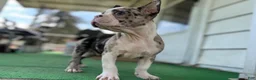 Mixed Breed dogs for sale: Bane - Ad 2