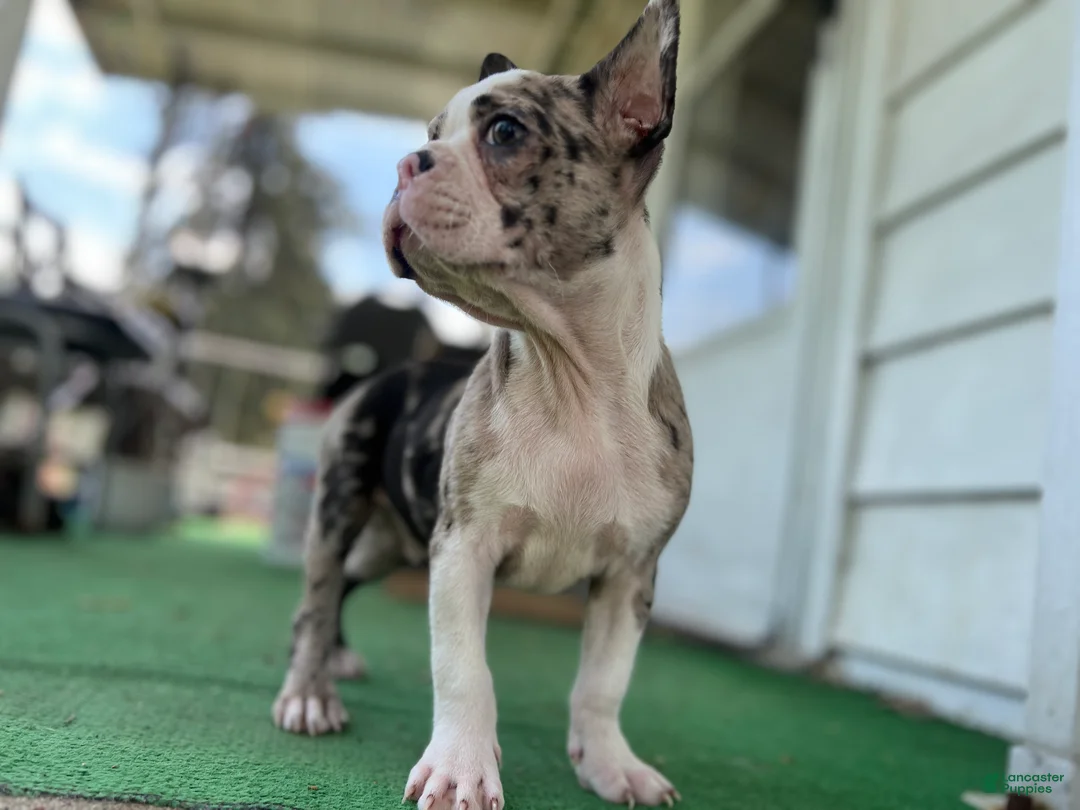 Mixed Breed dogs for sale: Bane - Ad 2