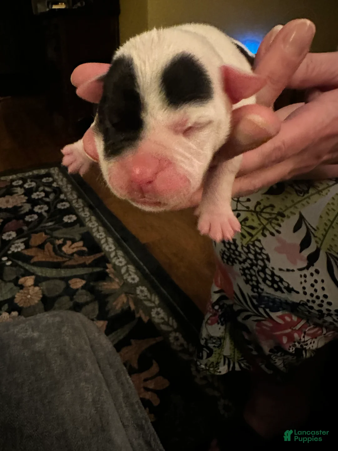 Mixed Breed dogs for sale: English Bulldog Puppy 9 - Ad 3