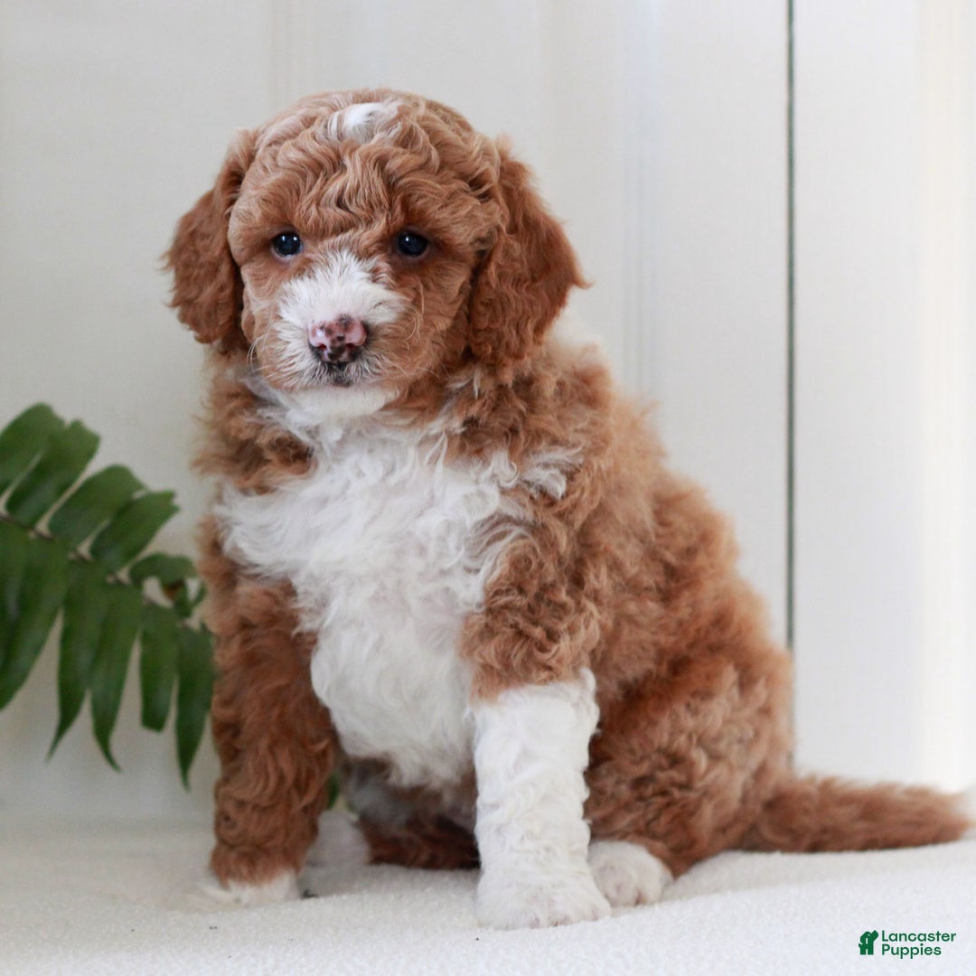 Mini Goldendoodle dogs for sale: Jayla  - Ad 2
