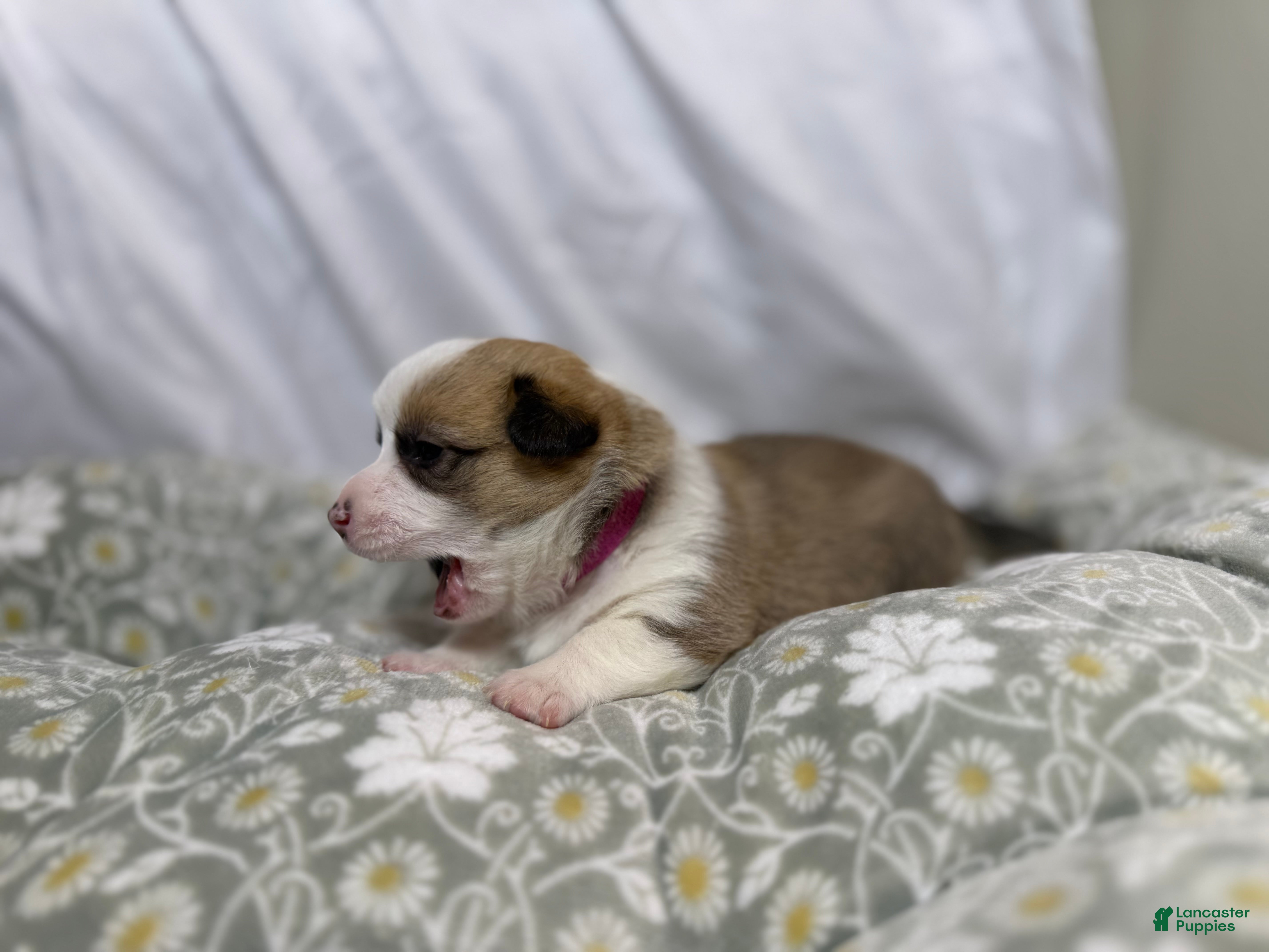 Welsh Corgi Pembroke dogs for sale: Good Friday 5F - Ad 1