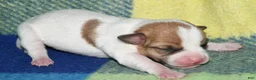 Rat Terrier dogs for sale: Mina - Ad 3