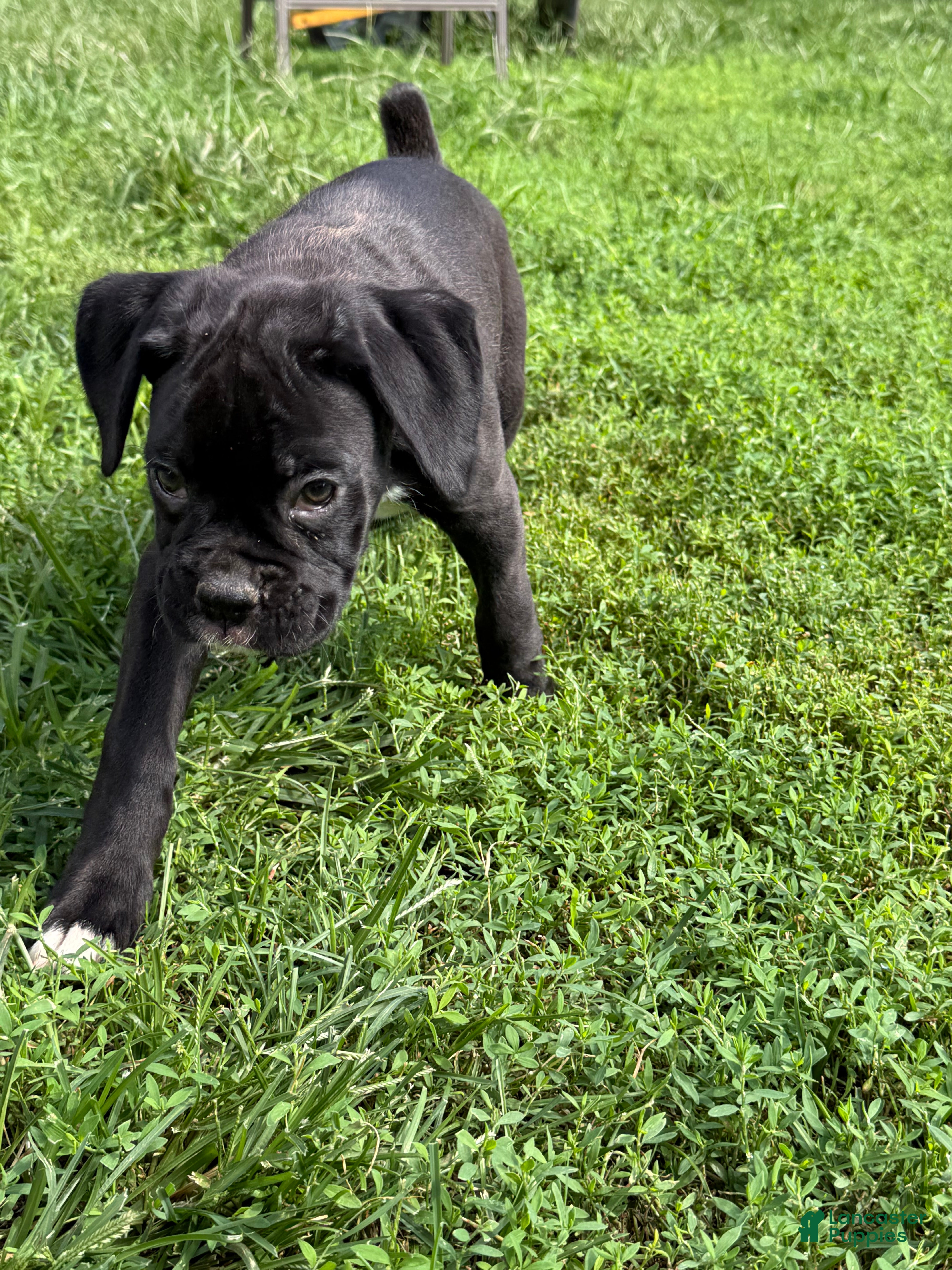Boxer dogs Ruby - Ad 1