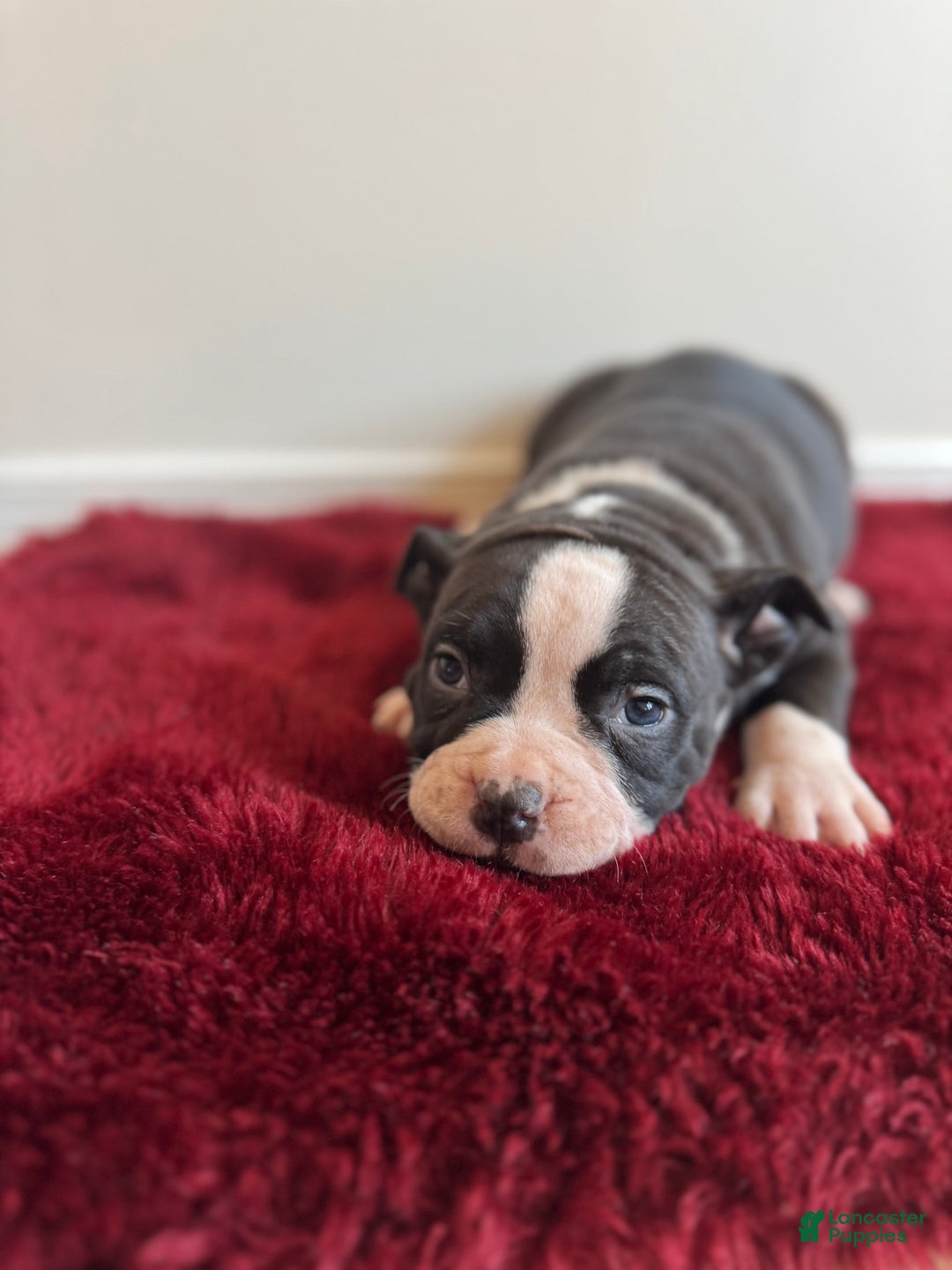 American Bully dogs for sale: Gigi - Ad 9