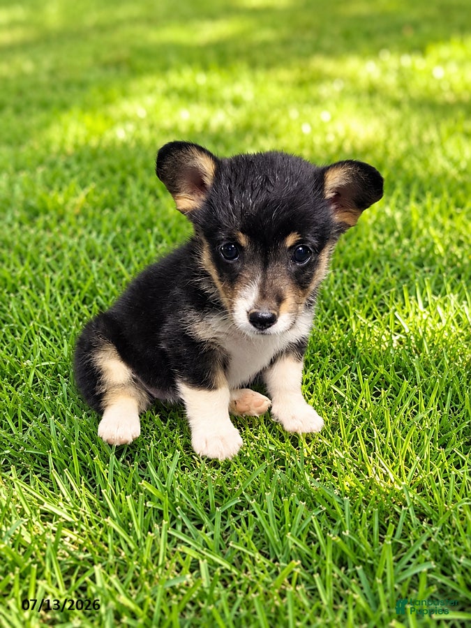 American Corgi dogs Fuzz Bit - Ad 17