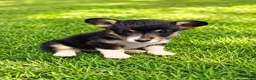 American Corgi dogs for sale: Fuzz Bit - Ad 1