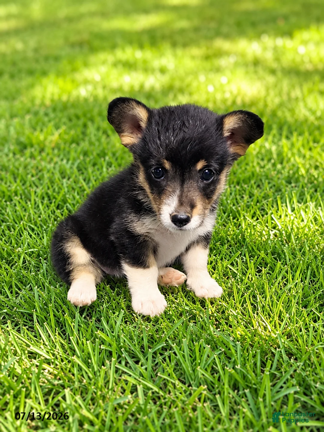 American Corgi dogs for sale: Fuzz Bit - Ad 1