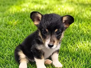 American Corgi dogs Fuzz Bit - Ad 17