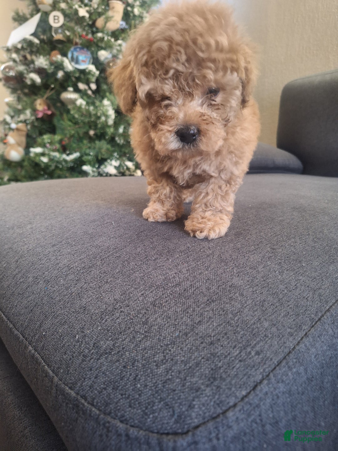 Toy Poodle dogs for sale: Toy Poodle Puppy 2 - Ad 3