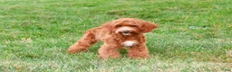 Cavapoo dogs for sale: Illius - Ad 5