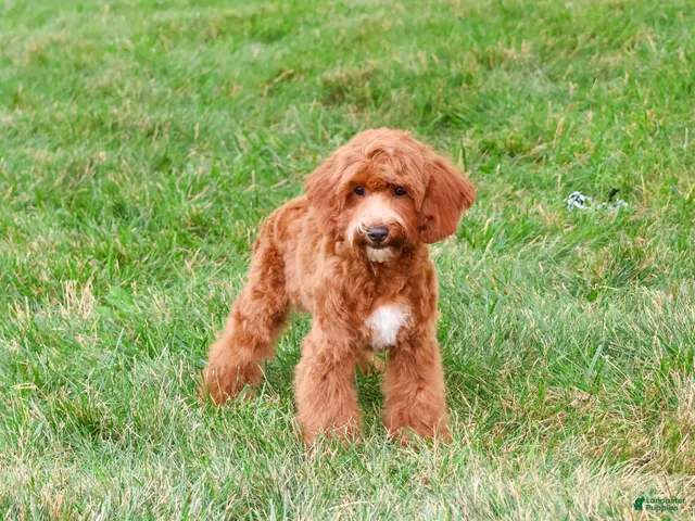 Cavapoo dogs for sale: Illius - Ad 2