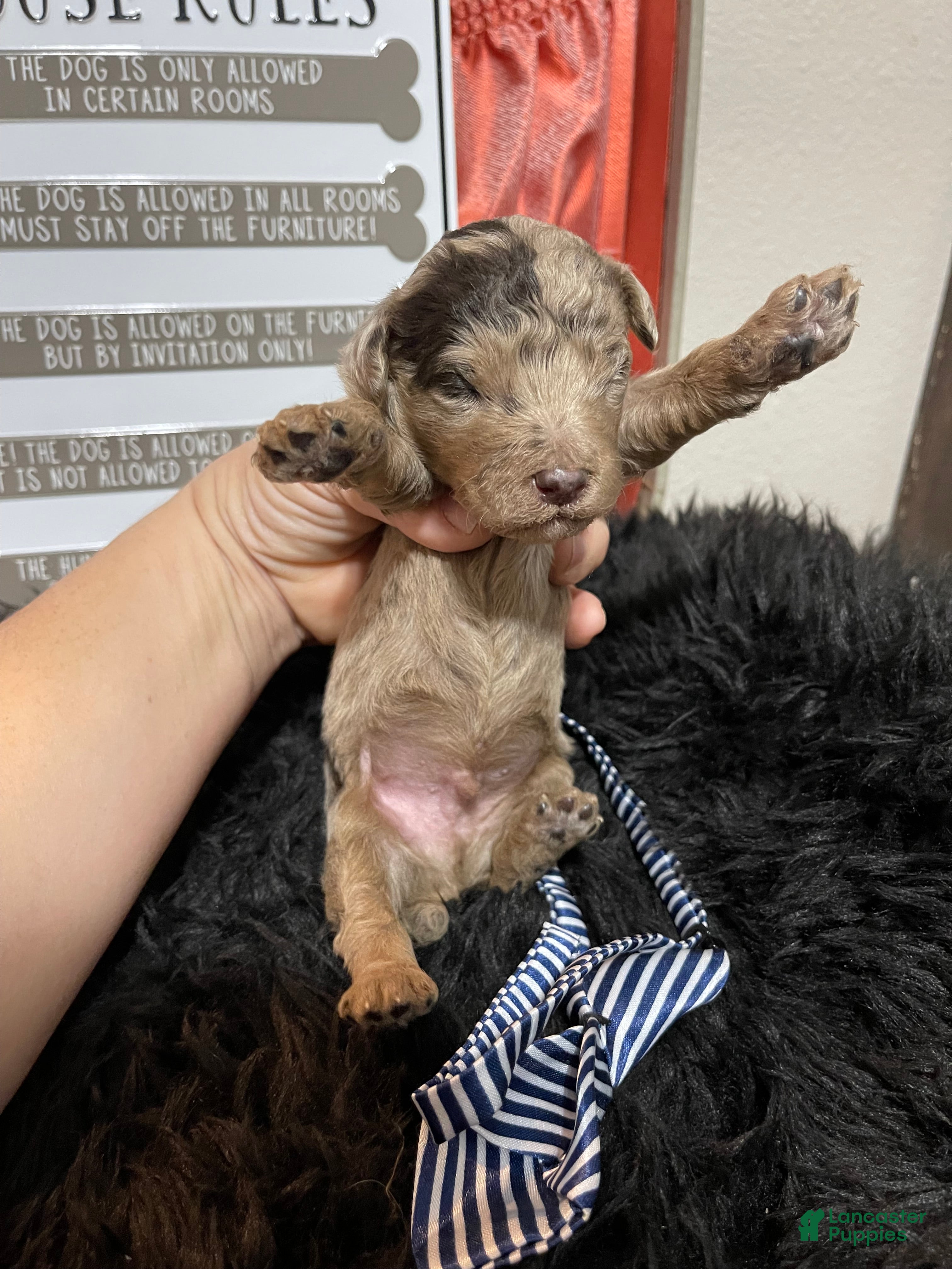Miniature Poodle dogs Akc Chocolate Merle Phantom boy 2 - Ad 20