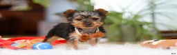 Yorkshire Terrier dogs for sale: Trevor - Ad 4