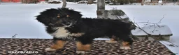 Aussiedoodle dogs for sale: Muffin - Ad 3