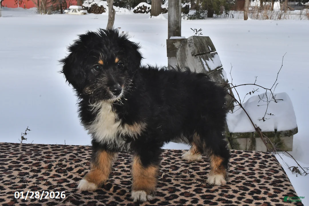 Aussiedoodle dogs for sale: Muffin - Ad 3