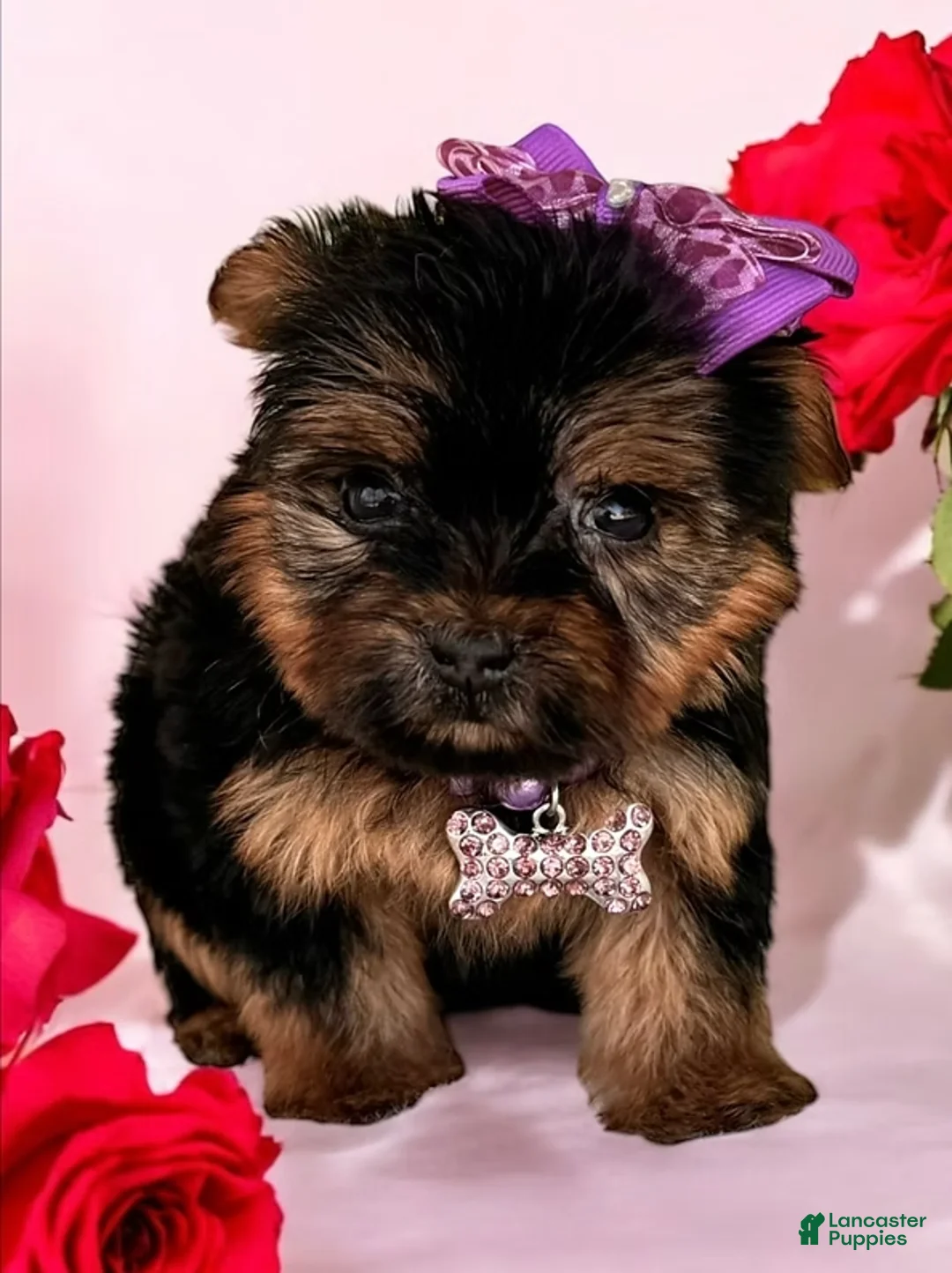 Yorkshire Terrier dogs for sale: Yorkshire Terrier Puppy 1 - Ad 2