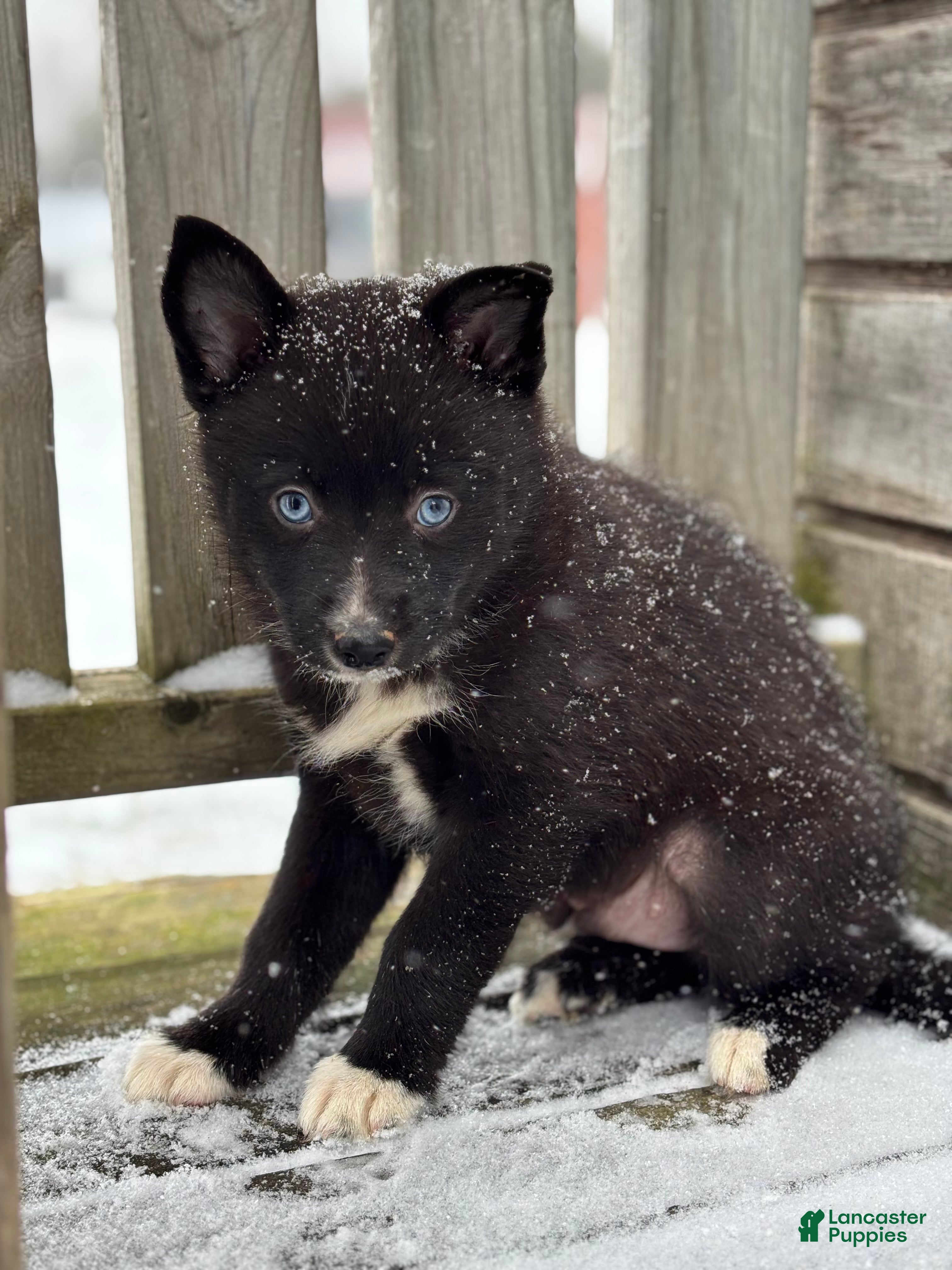 Pomsky dogs Grant - Ad 3