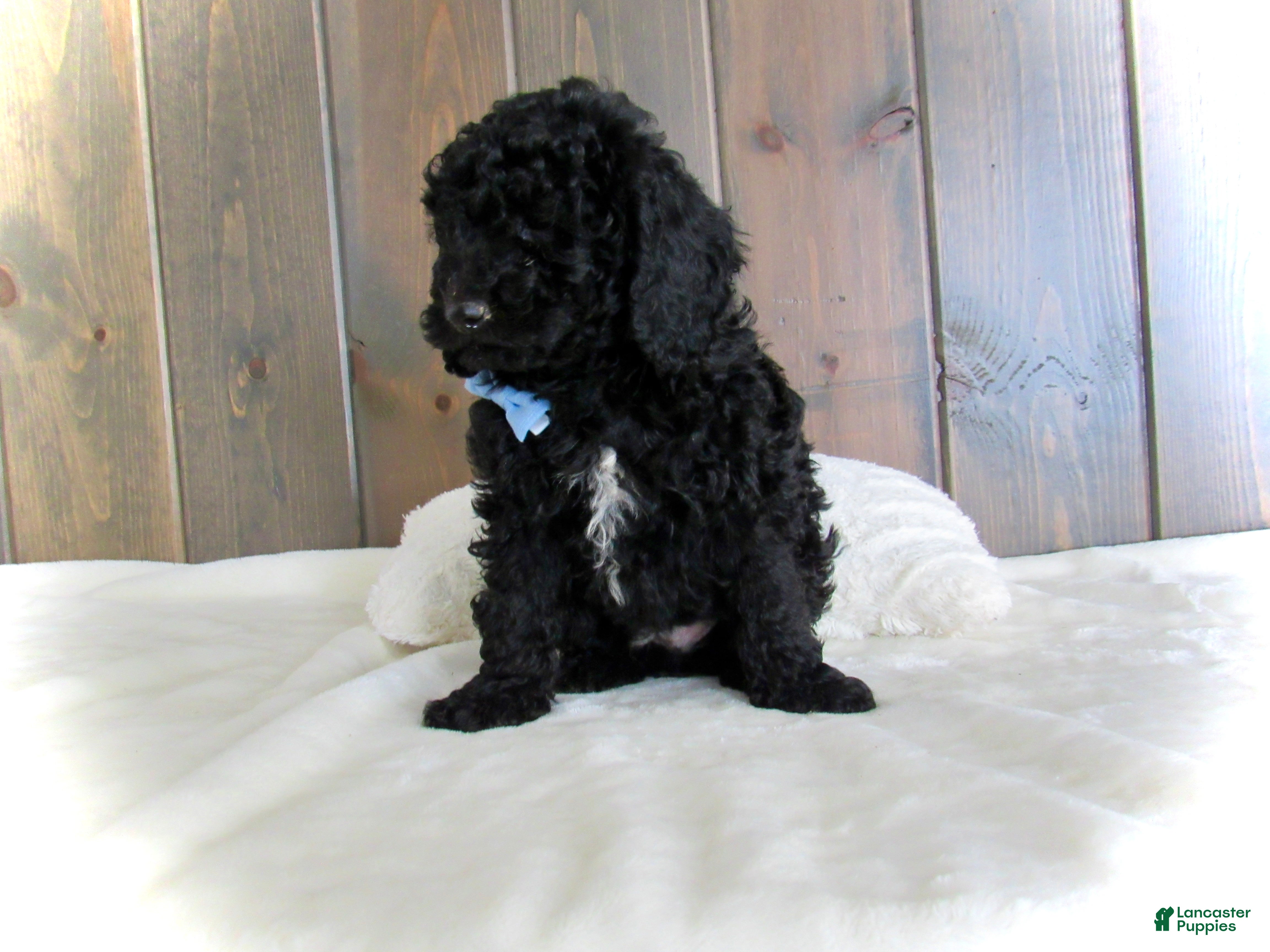 Mini Goldendoodle dogs Jordan - Ad 2