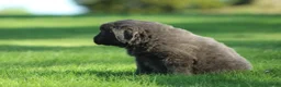 Newfoundland dogs for sale: Molly - Ad 3
