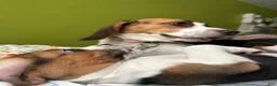 Beagle dogs for sale: Julieta - Ad 3
