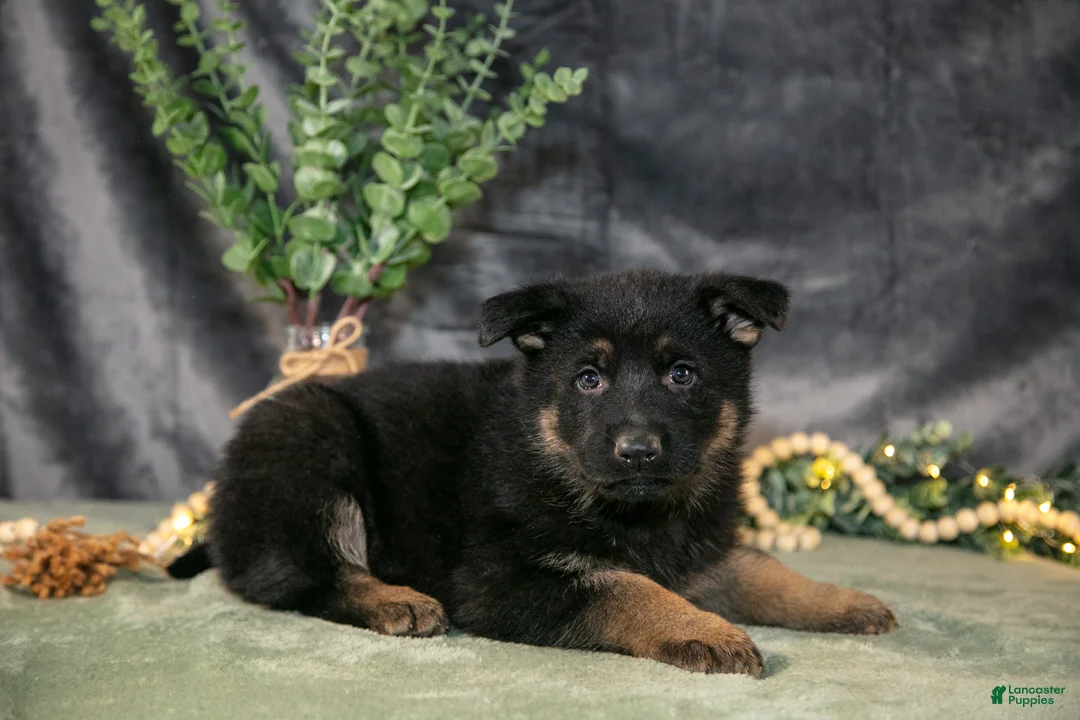German Shepherd dogs for sale: Poppy - Ad 1