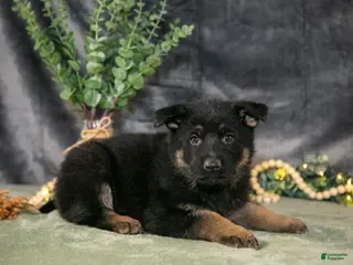 German Shepherd dogs for sale: Poppy - Ad 3