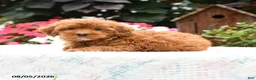 Havapoo dogs for sale: Mustang - Ad 3