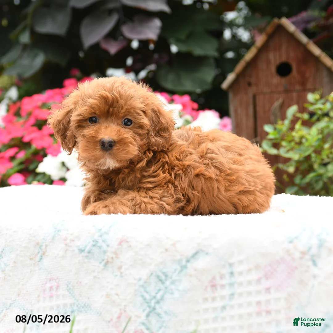 Havapoo dogs for sale: Mustang - Ad 3