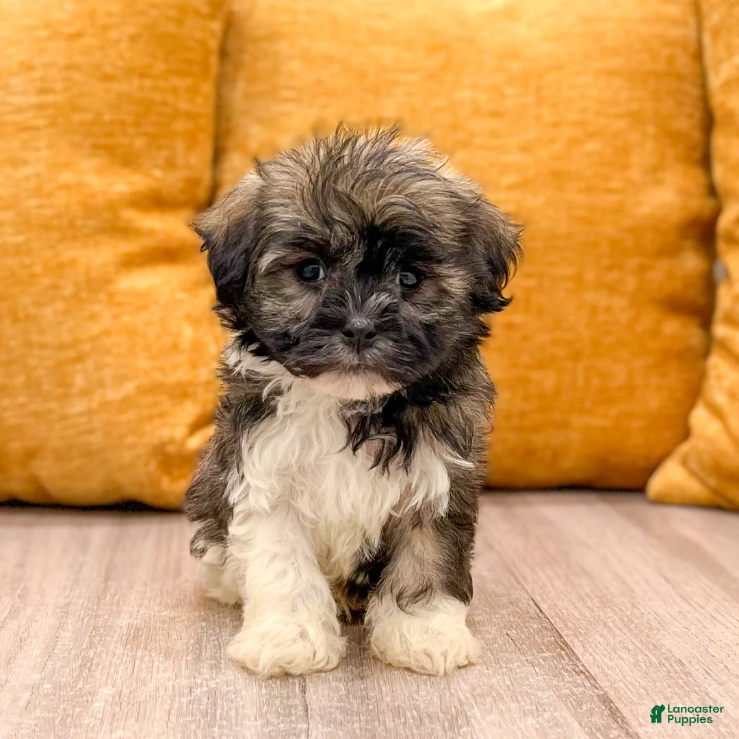 Havanese dogs for sale: Ace - Ad 2