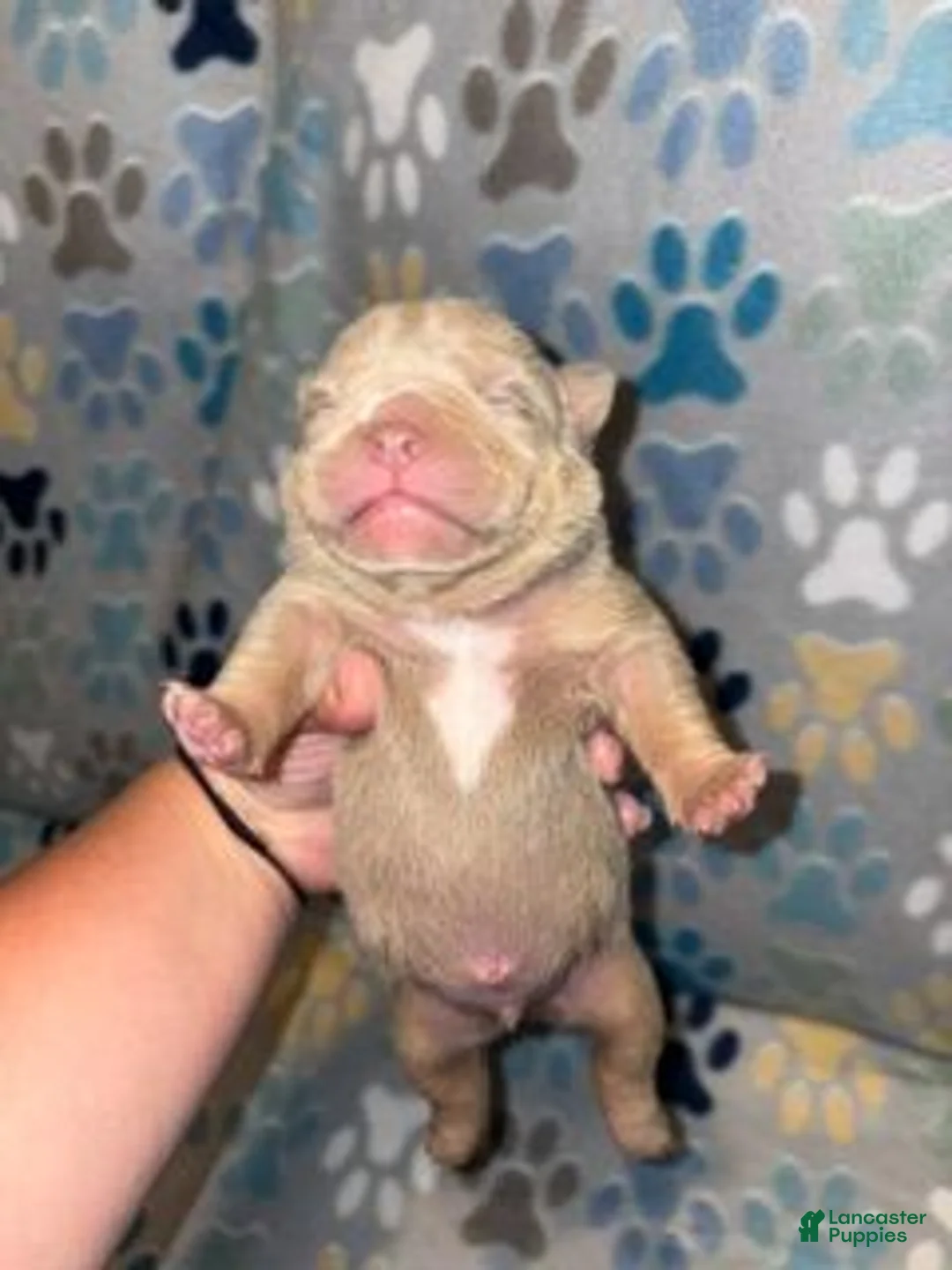 American Bully dogs for sale: MALE BLUE COLLAR - Ad 2