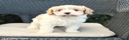 Cavapoo dogs for sale: Carlon - Ad 2