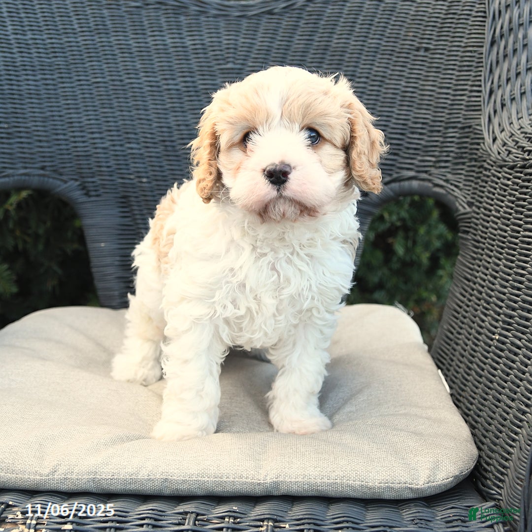 Cavapoo dogs for sale: Carlon - Ad 2