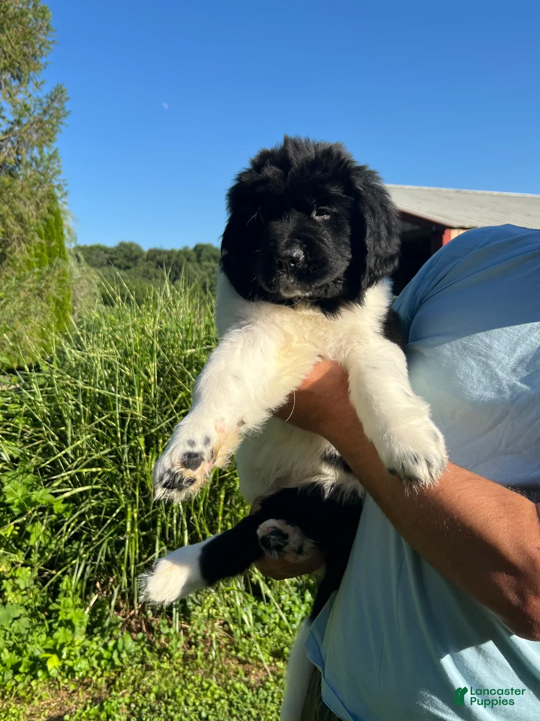 Newfoundland dogs for sale: Gray Birch - Ad 1
