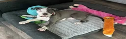 American Pit Bull Terrier dogs for sale: American Pit Bull Terrier Puppy 2 - Ad 3