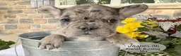Mixed Breed dogs for sale: Jasper - Ad 3