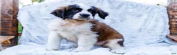 Saint Bernard dogs for sale: Sweetheart - Ad 5