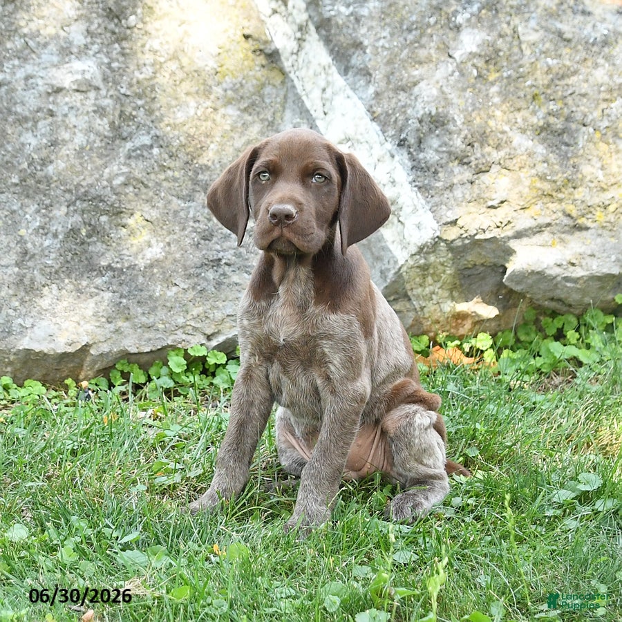 German Shorthaired Pointer dogs Roxie - Ad 1