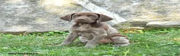 German Shorthaired Pointer dogs for sale: Roxie - Ad 1