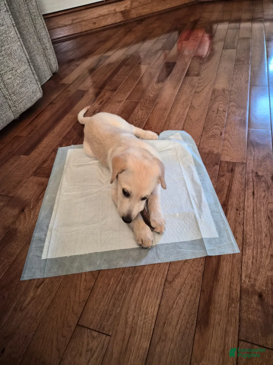 Mixed Breed dogs for sale: Mixed Breed Puppy 1 - Ad 1