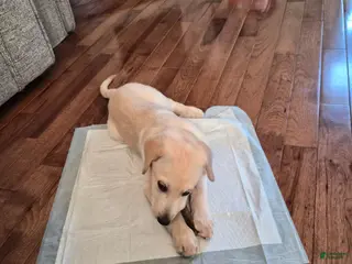 Mixed Breed dogs Mixed Breed Puppy 1 - Ad 6