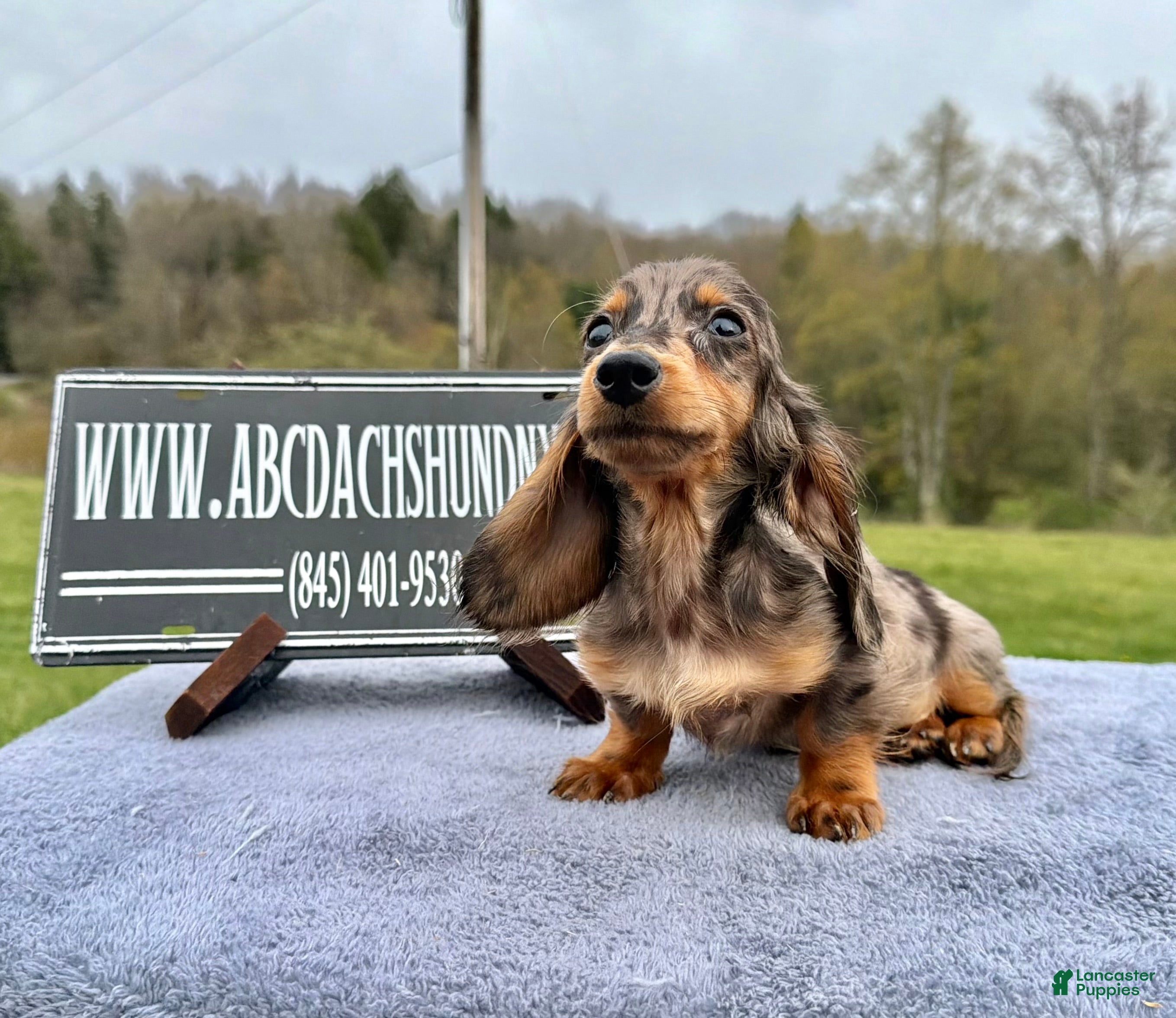 Miniature Dachshund dogs AKC Russian- Pra clear - Ad 18