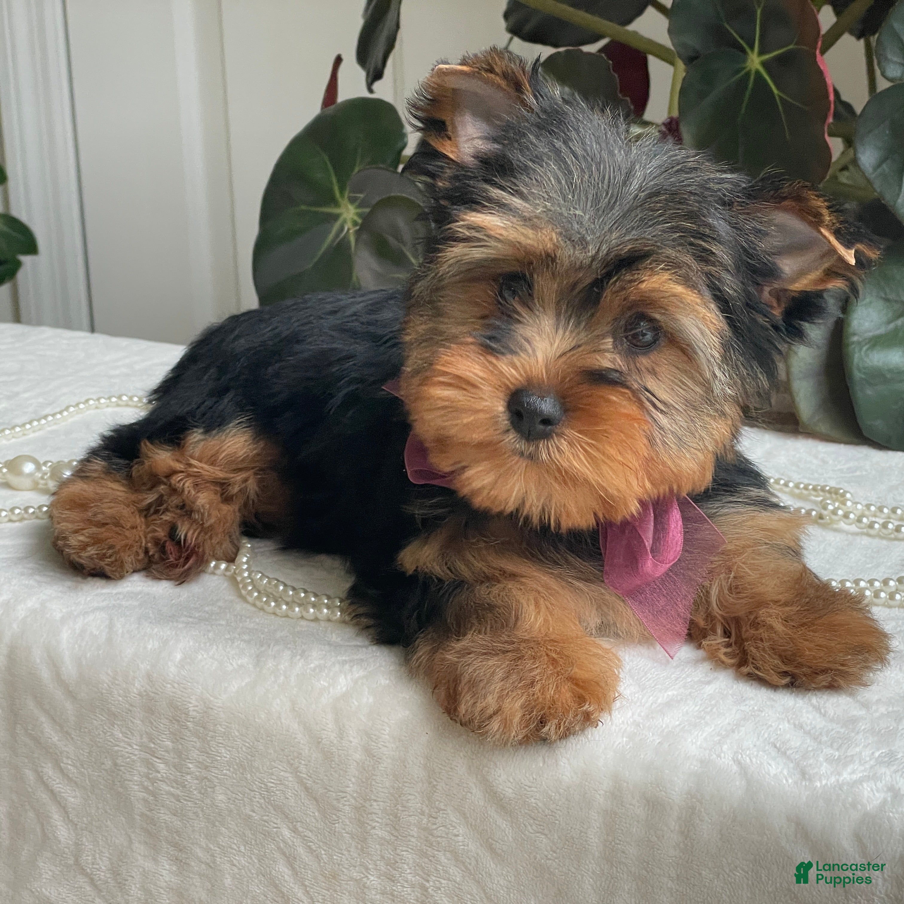 Yorkshire Terrier dogs Flo - Ad 1