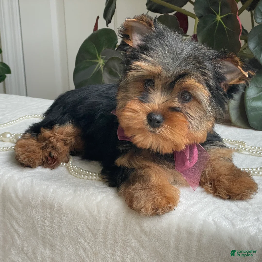 Yorkshire Terrier dogs for sale: Flo - Ad 1