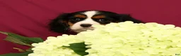 Cavalier King Charles Spaniel dogs for sale: Graham - Ad 5