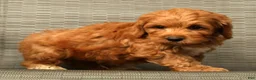 Cockapoo dogs for sale: Asher - Ad 6