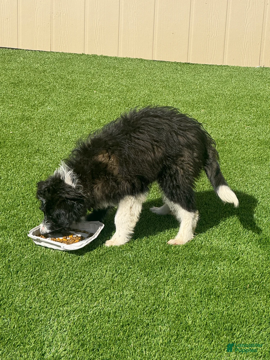 Bordoodle dogs for sale: Bordoodle Puppy 2 - Ad 2