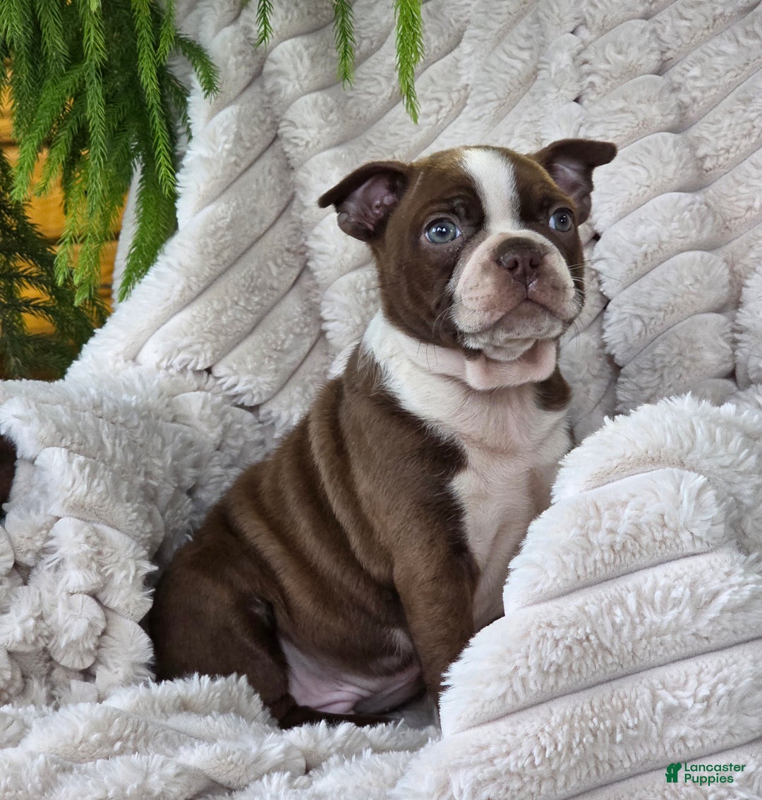 Boston Terrier dogs for sale: Kerrick - Ad 5