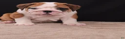 English Bulldog dogs for sale: Thor - Ad 4