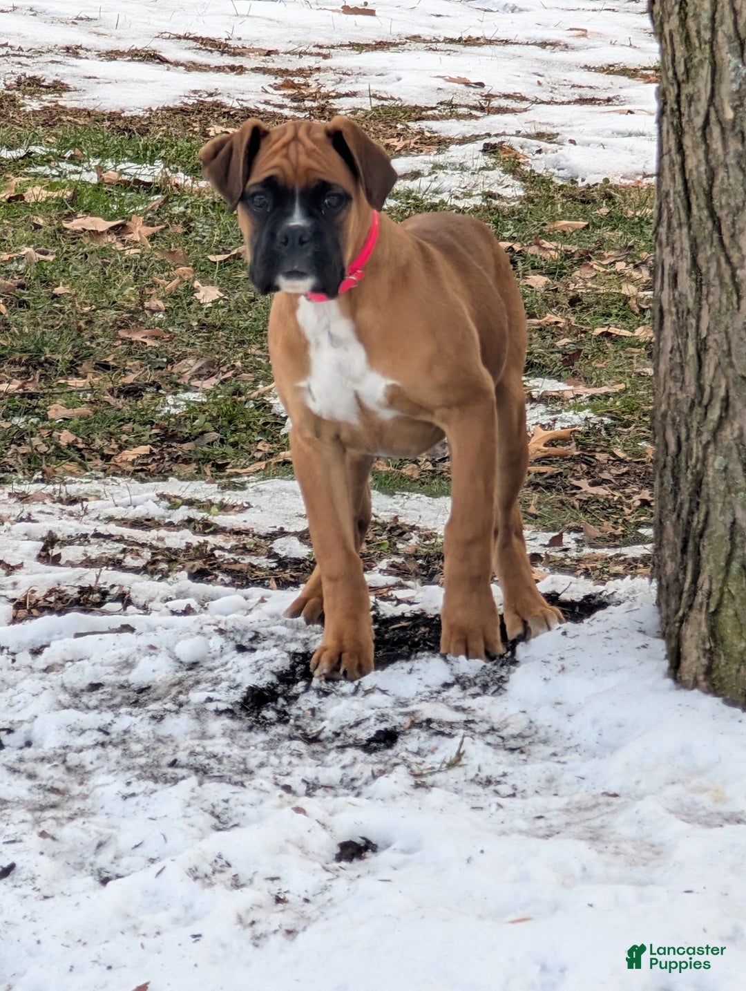 Boxer dogs for sale: Pink Collar – Daisy - Ad 2