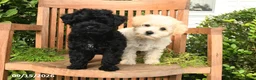 Schnoodle dogs for sale: Dolly - Ad 5
